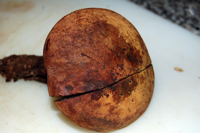 Boletus da determinare.